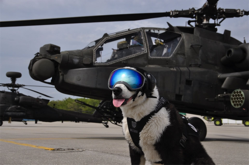 Illustration for article titled Helicopter Dogs